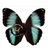 MORPHIDAE