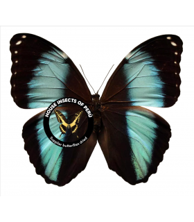 MORPHIDAE