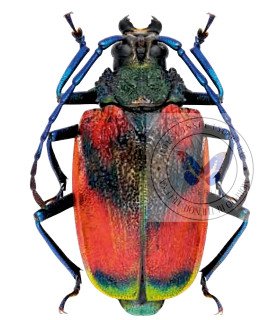 Cerambycidae Charmallapis aurata
