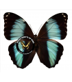 Morpho achilles fagardii A.1-