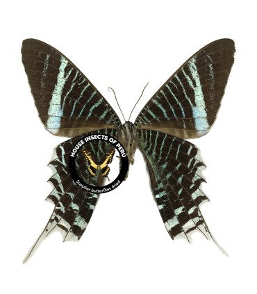 Uraniidae Urania leilus