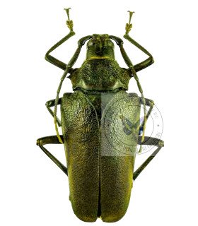 Cerambycidae Praemallaspis rhombodera