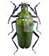 Cerambycidae Praemallaspis rhombodera