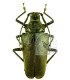Cerambycidae Praemallaspis rhombodera