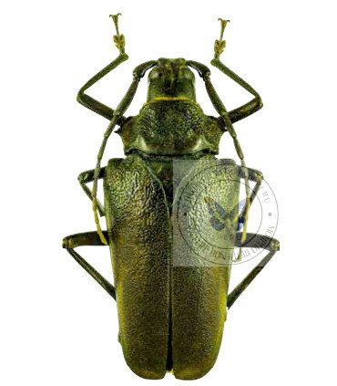 Cerambycidae Praemallaspis rhombodera
