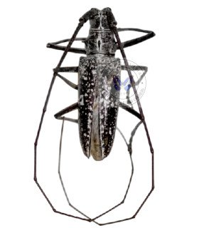 Cerambycidae  Taeniotes Boliviensis