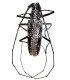 Cerambycidae  Taeniotes Boliviensis