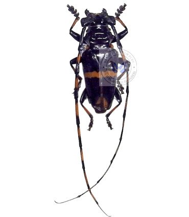 Cerambycidae Trachyderfes cingulatus