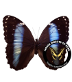 Morpho achilles fagardii (F)