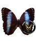 MORPHIDAE