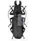Cerambycidae Physopleurus rugosus