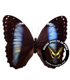MORPHIDAE