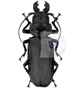 Cerambycidae Physopleurus rugosus