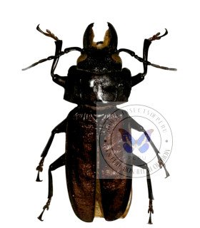 Cerambycidae Stenodontes spinibarbis