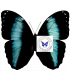 MORPHIDAE