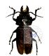 Cerambycidae Stenodontes spinibarbis