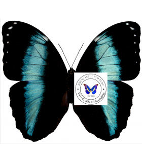 MORPHIDAE