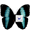M.achilles ssp.amazonicus A.1-