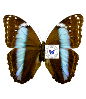 MORPHIDAE