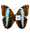 M.achilles  amazonicus (F)
