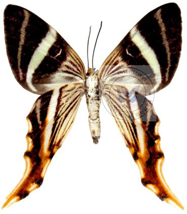 Geometridae  Erateina julia