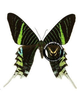 Uraniidae Urania leilus