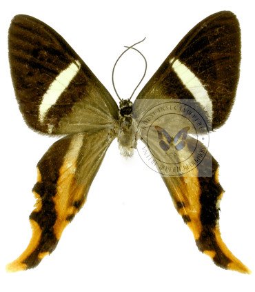 Geometridae  Erateina julia