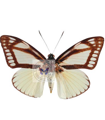 Butterfly Nocturne Castnia cronis