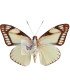 Butterfly Nocturne Castnia cronis