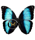 MORPHIDAE