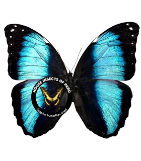 MORPHIDAE