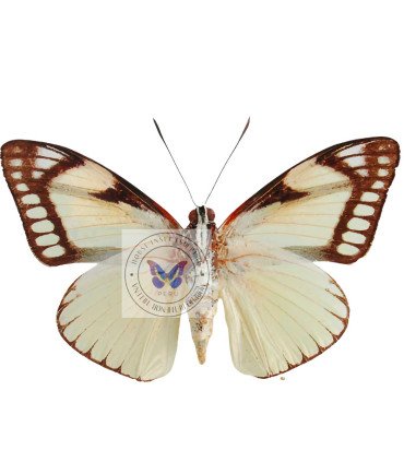 Butterfly Nocturne Castnia cronis