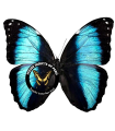 M.helenor ssp. lacomei