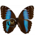 MORPHIDAE