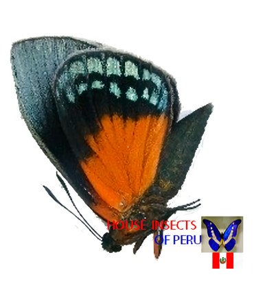 Castnia Asteroporoides