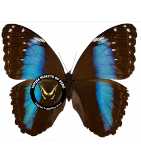 MORPHIDAE
