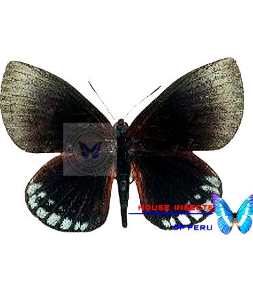 Castnia Asteroporoides