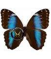 M.helenor lacomei  (F)A.1-
