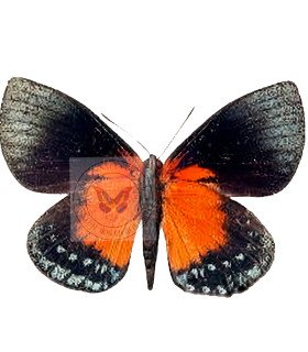 Castnia Asteroporoides