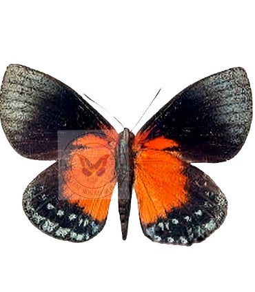 Castnia Asteroporoides