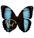 MORPHIDAE