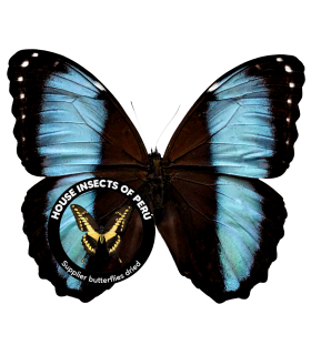 MORPHIDAE