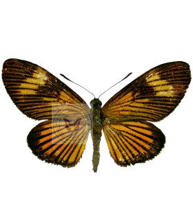 Castnia acraeoides A.1-/A.1-