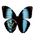 MORPHIDAE