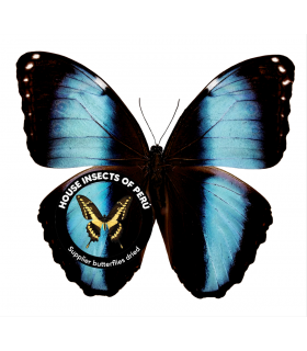 MORPHIDAE