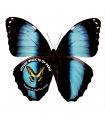 M.helenor theodorus A.1-