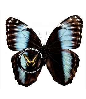 MORPHIDAE