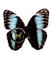 Morpho helenor Theodorus(F)