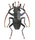 Cerambycidae Prionacalus woytkowskii