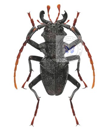 Cerambycidae Prionacalus woytkowskii